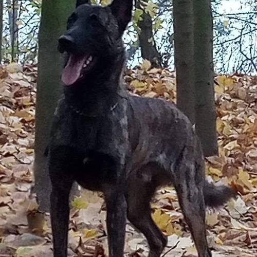 Bienvenue à l'élevage Yangtze-Kiang