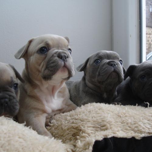 Élevage des Tours Vauquelin