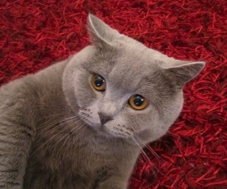 Chatterie des Lords d'Alsace