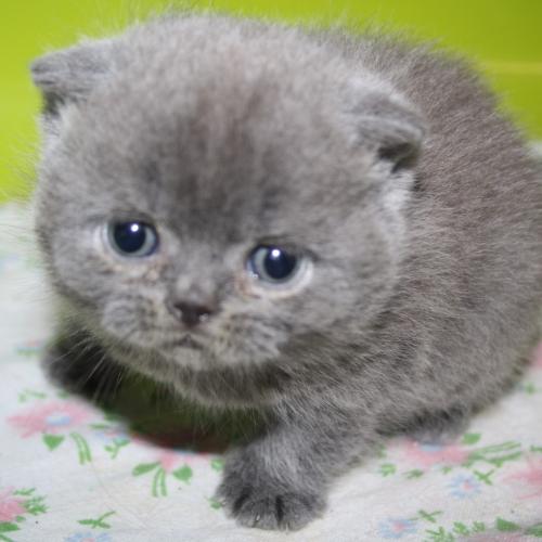 Chatterie de Mary Poppin's