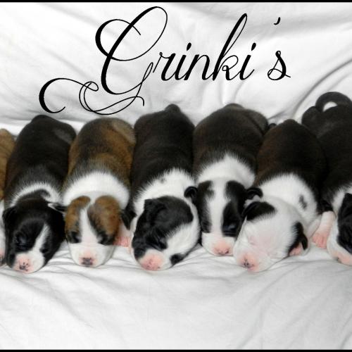 l'american staffordshire terrier une seule passion