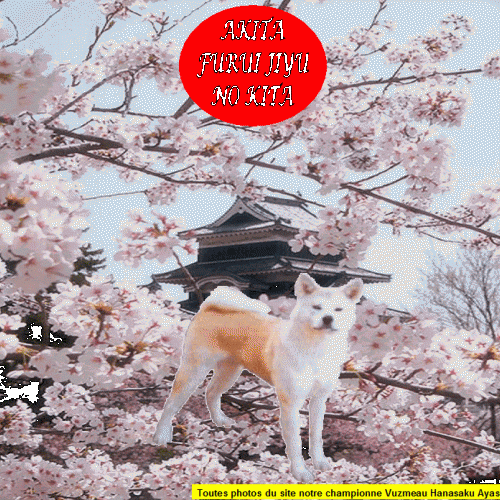 Élevage d'Akita Inu