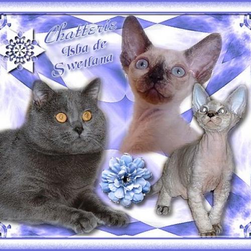 Eleveur : Chatterie Isba De Swetlana