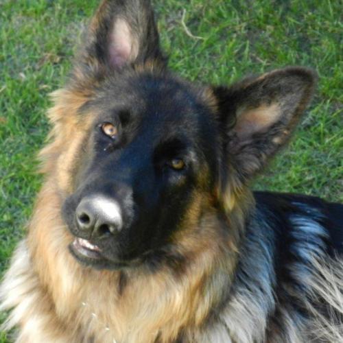 Taxi animalier et garde d'animaux