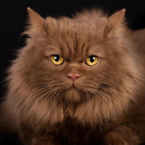 Koty thomasa*pl maine coon & british longhair