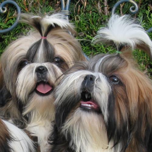 Le Rivage des Nacres - élevage de Shih Tzu