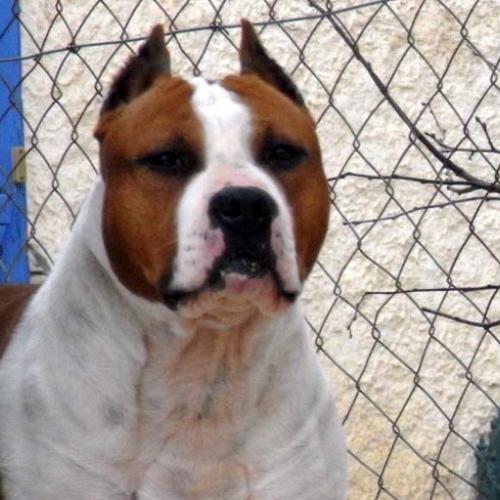 des guérriers occitans