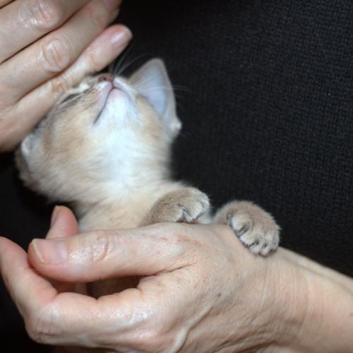 Les Abyssins de L'Arbre à Rêves