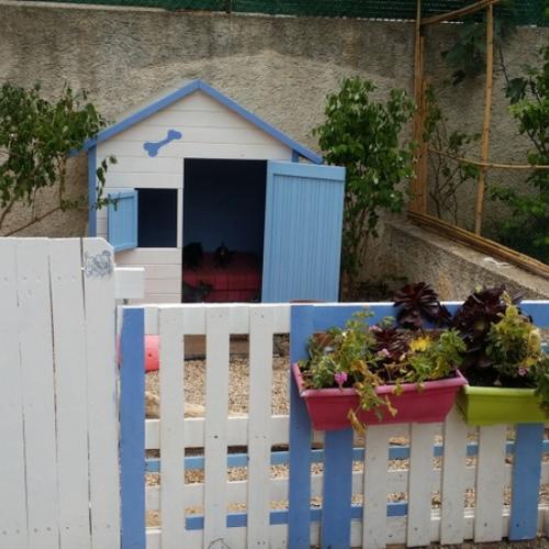 Petit élevage familial de chihuahua Sandamat