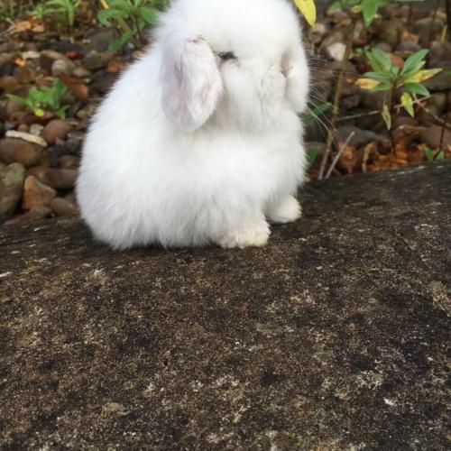 Les lapins de l'habitation