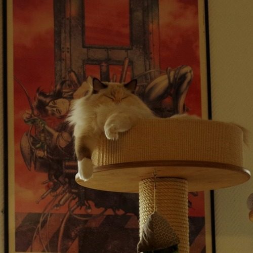 Elevage familial du Ragdobuli