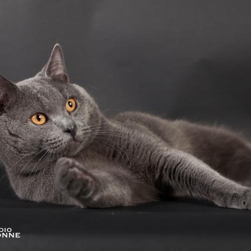 Elevage familial de chartreux
