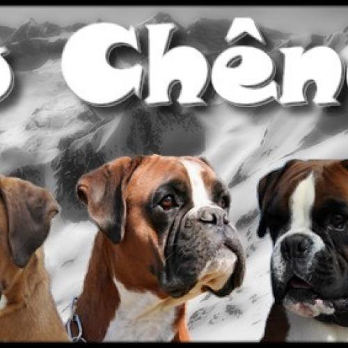 Les Boxers du Chêne Feuillu