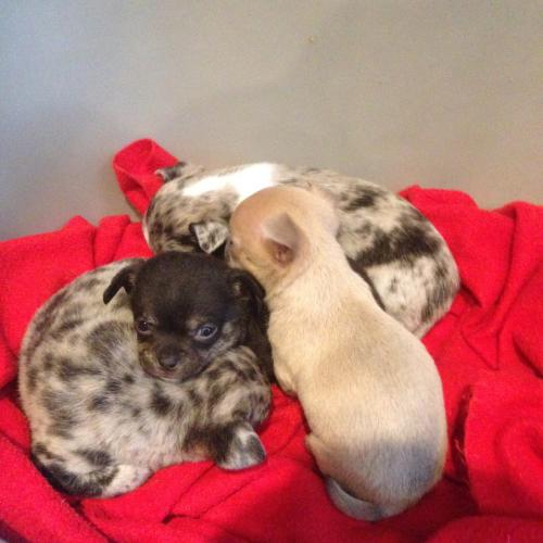 Elevage du Nid'Arlequin