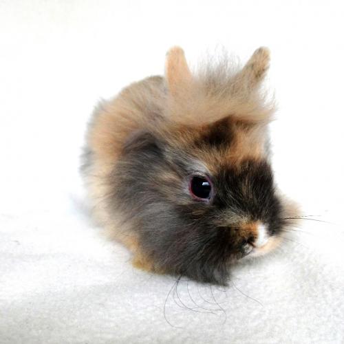 Elevage familial et professionnel de lapins nains