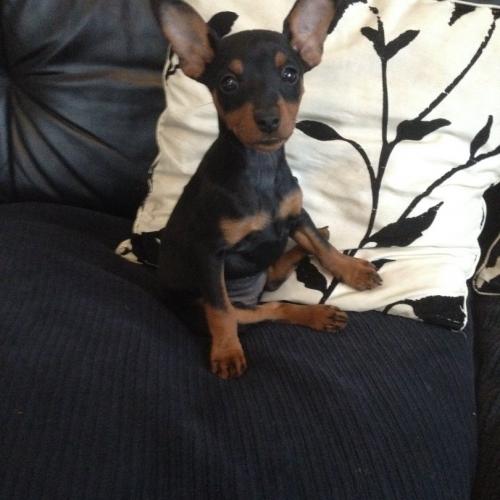 Elevage Familial de Pinscher nain