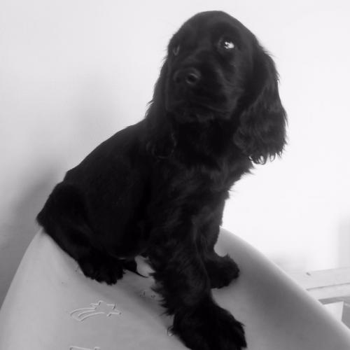 Elevage The Free Pink - Cocker Anglais