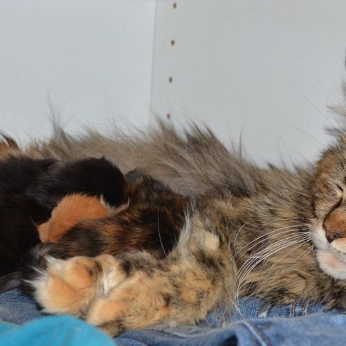 Chatterie de la fil'yerres coon