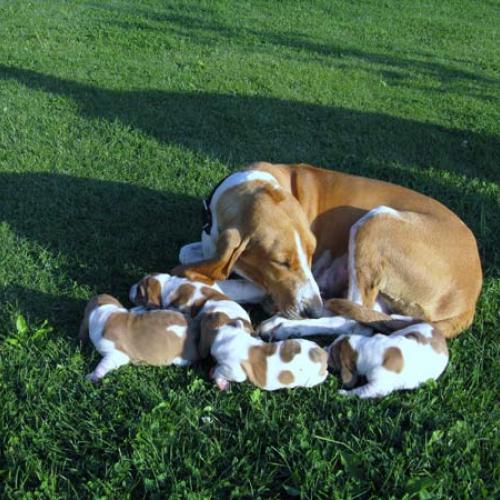 Élevage : chien courant schwytzois