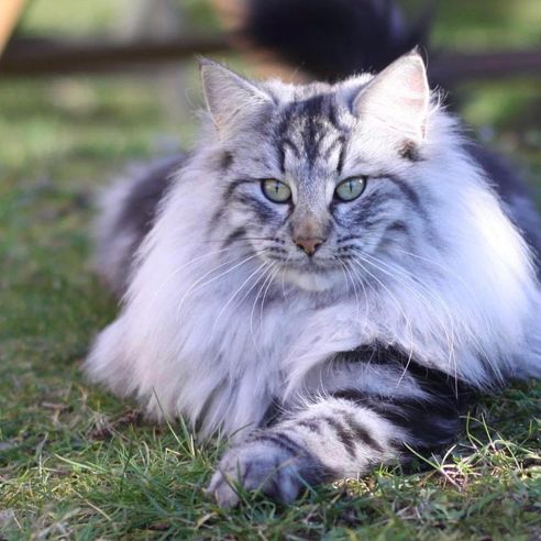 Eleveur de chat norvégien