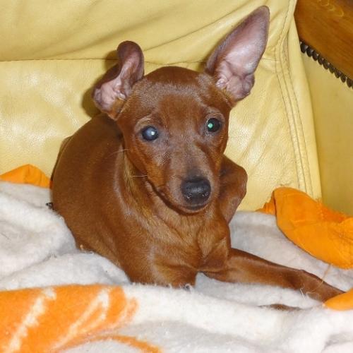 élevage : La Maison des Pinschers Nains