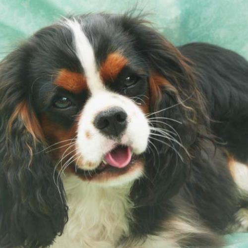 Élevage : cavalier king charles spaniel