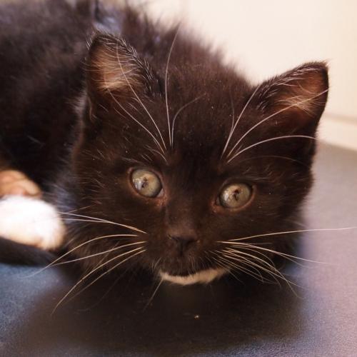 Chats Libres d'Ici et d'Ailleurs