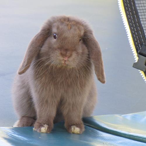 Lapin belier nain mini lop