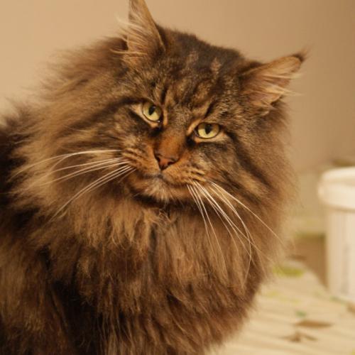 élevage de maine-coon