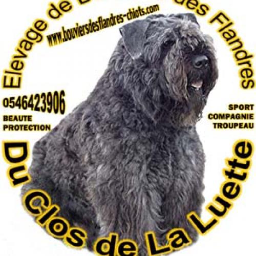 Élevage : bouvier des flandres