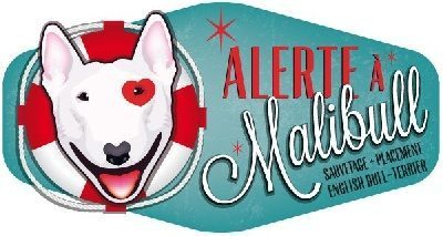 Sauvetage de bull terrier : Alerte à Malibull