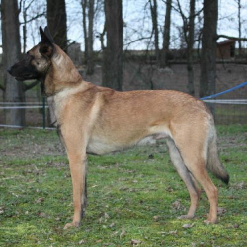 Eleveur : Malinois Le Paradis des Edelweiss