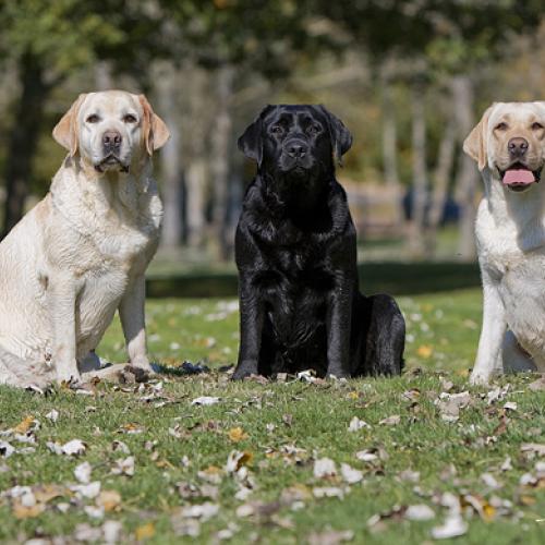 Élevage : labrador retriever