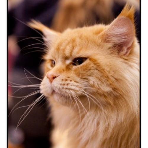 Eleveur : Chatterie De La Croix Lorraine