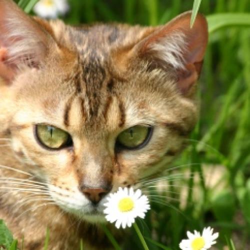Chatterie Dipavali Bengal