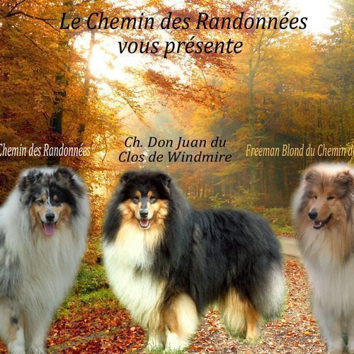 Eleveur : Colleys du Chemin des Randonnées