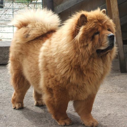 Élevage : chow chow