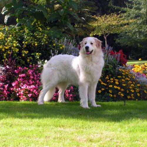 Élevage : chien de montagne des pyrenees