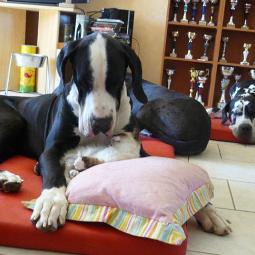 élevage : Dogue Allemand /Samoyede