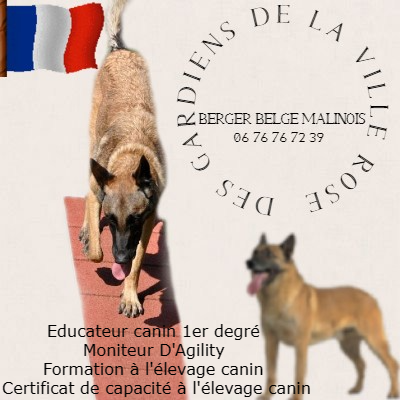 Eleveur : elevage de berger belge malinois