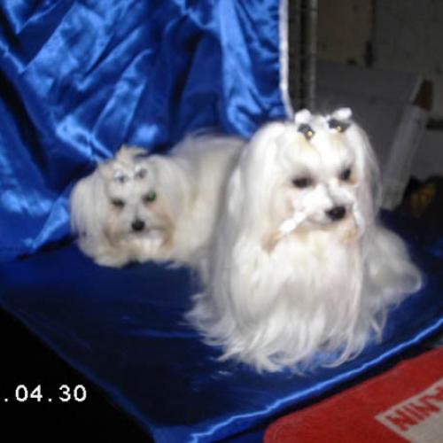 Eleveur : élevage des dieux de l'antiquité