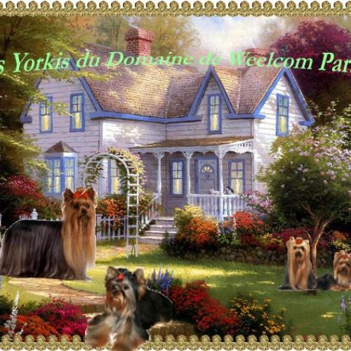 elevage : Yorkshire - chihuahua PC