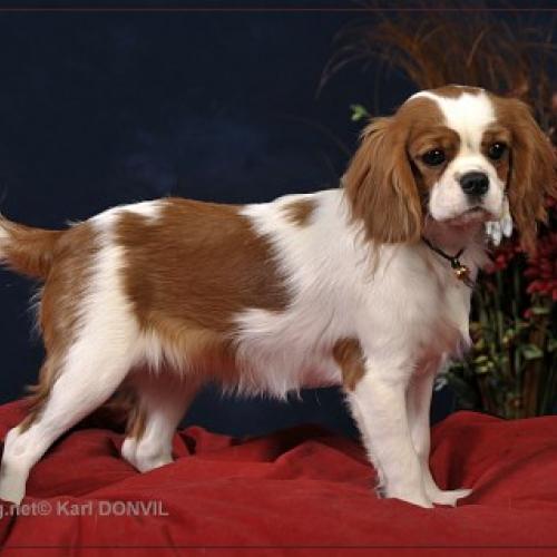 Eleveur : elevage des légendes de malbrouck