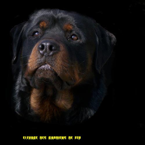 Eleveur : élevage des gardiens de feu