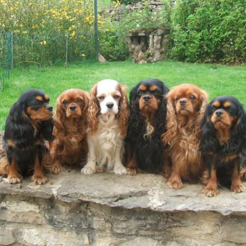 Elevage Cavalier King Charles et Berger Belge