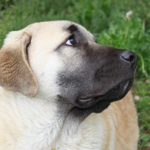 Élevage : chien de berger d anatolie