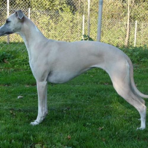 Eleveur : Horsewip Gold