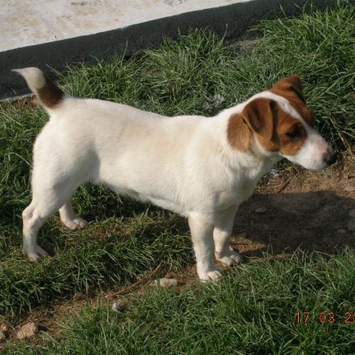 Eleveur : Elevage de la haute chaumiane