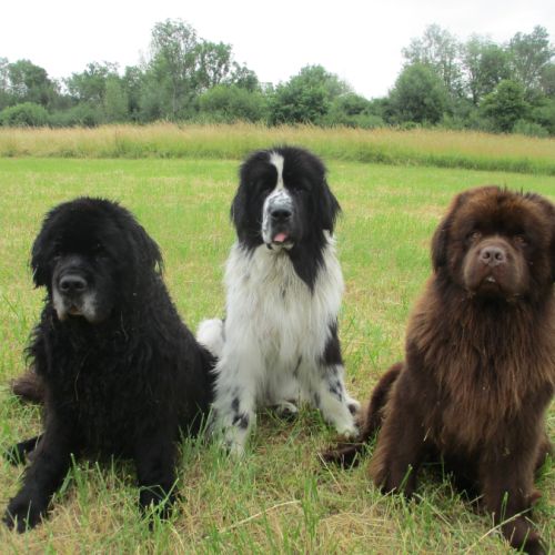 Elevage des terre-neuve du domaine de l ourson bru