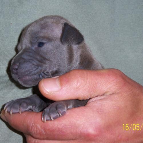 Eleveur : elevage canin